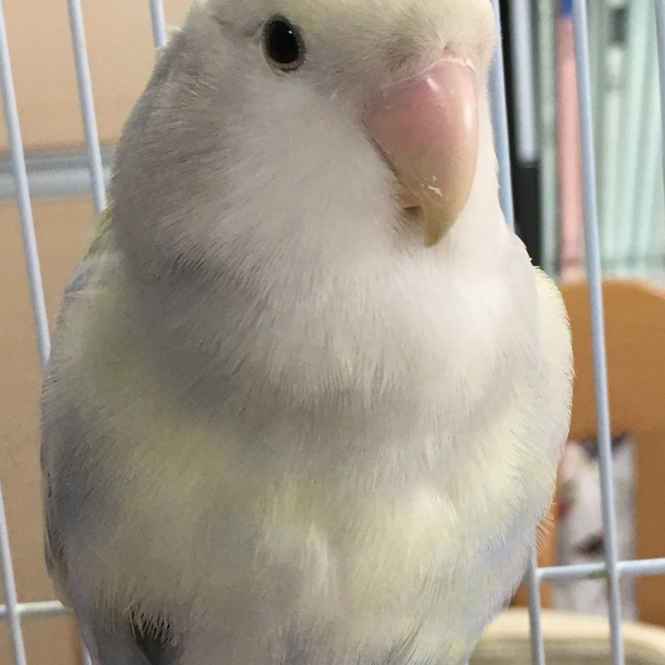 まりのカバー写真