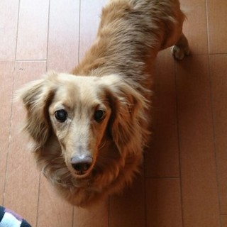 甘えっ子で人が大好き！かまやつ君