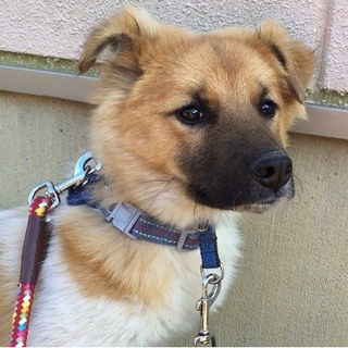 この子を助けてください。