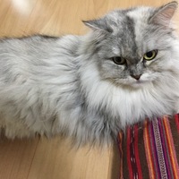 ひめ（ちびこ）