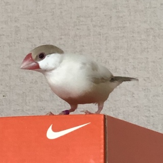 シナモン文鳥 オス