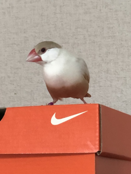 シナモン文鳥 オス」福岡県 - 鳥の里親募集(255506) 3枚目の画像