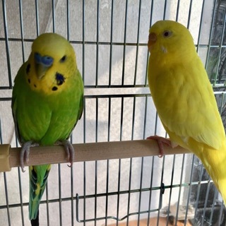 交渉中です。セキセイグリーン、ルチノー