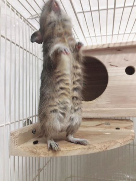 希望者多数のため受付終了！ サムネイル4