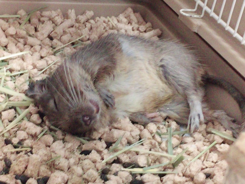 希望者多数のため受付終了！ サムネイル5