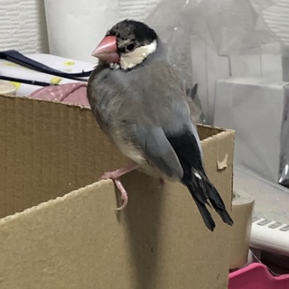 文鳥の里親募集中です