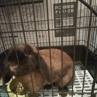 ２匹一緒に飼って頂ける方！