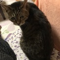 13歳の老猫さん。シニア世代でも大丈夫！、
