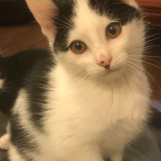 シロクロ♂２ヶ月(里親決定♪)
