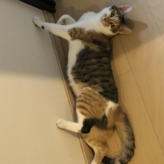 白三毛、甘えん坊のマルちゃん♀