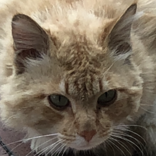 片足ですが 問題なく行動できます。