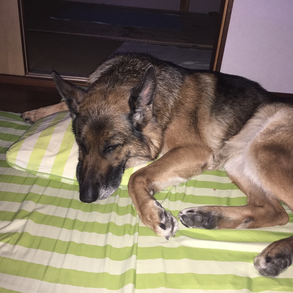 いるなのカバー写真