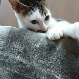 甘えん坊のイケメン セブチくん
