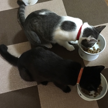 仲良く並んでご飯☆お姉ちゃんと同じ体格になってきたかな？