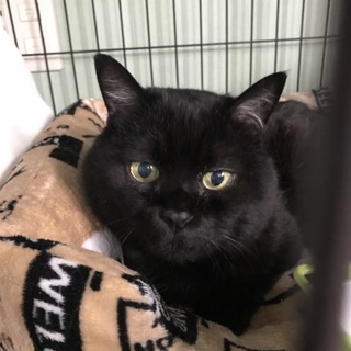 人間に裏切られ、それでも人が好きなまん丸まぁる♡