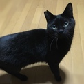 キャベツ君