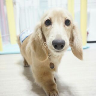 Mダックス　推定5～１０か月　仮名☆暖翔　はると☆