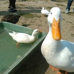 西日本あひる祭り　2019/4/6(土)