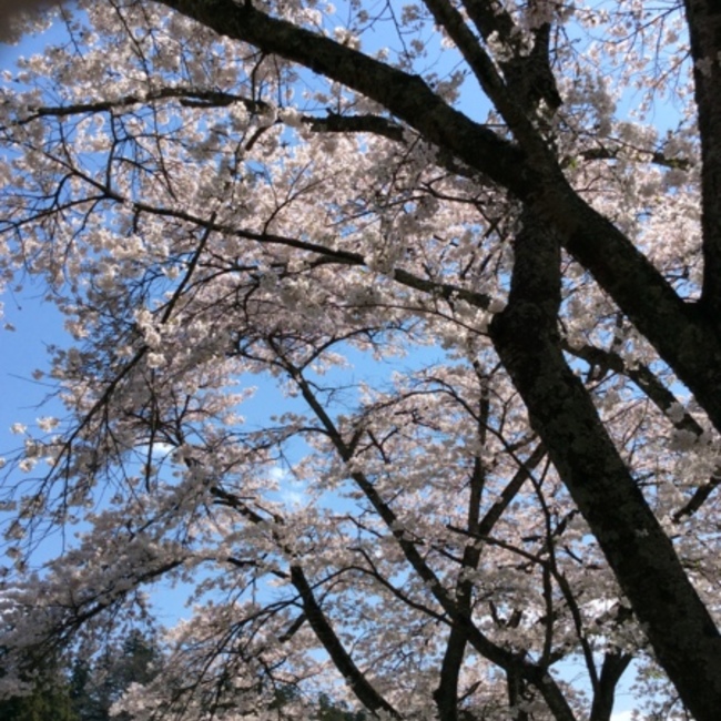 シラトリツネオのカバー写真