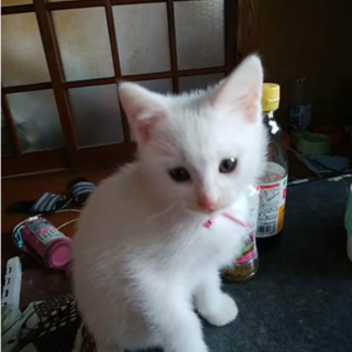 保護した子猫の里親さんを募集します（オスの子猫）