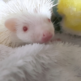 【ハリネズミ】2019年3月8日産まれ