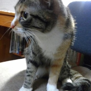 可愛いミケちゃんです。飼い主さん募集中です。