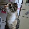 可愛いミケちゃんです。飼い主さん募集中です。 サムネイル3