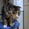 可愛いミケちゃんです。飼い主さん募集中です。 サムネイル4