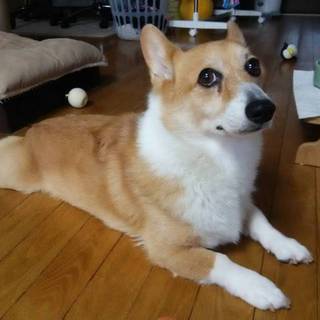 コーギー最期まで飼ってくださる方