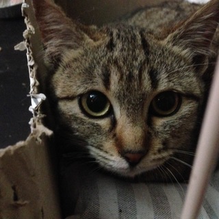 地域ねこ いちご です   お家に行きたいです 