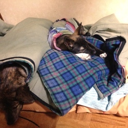 「正式にうちの子になりました❤」サムネイル2