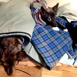 「正式にうちの子になりました❤」サムネイル3