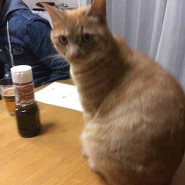チャモくんはママが大好き