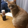 チャモくんはママが大好き