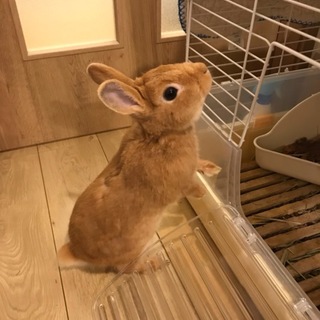 生後10か月のうさぎさん飼い主募集中