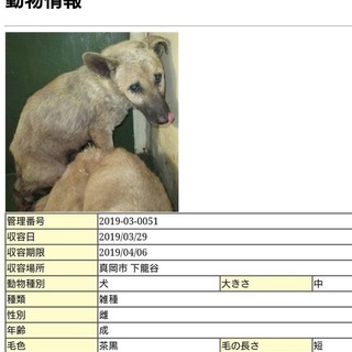 2匹で申し出。里親さんありがとう！