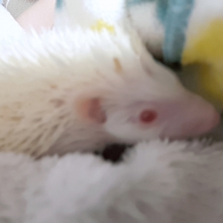 ちーく様専用【メス ハリネズミ】