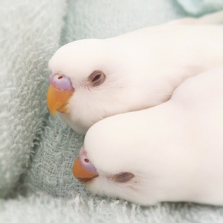 可愛がっていたのでインコ好きな方に
