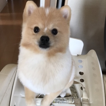 高いところがすき