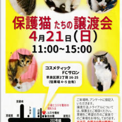 保護猫たちの譲渡会
