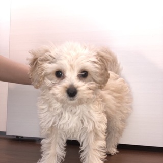 [子犬]まるぷー とても可愛い子です！