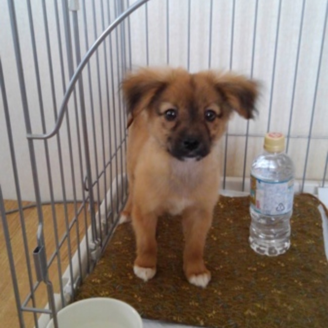 くろまめ3のカバー写真