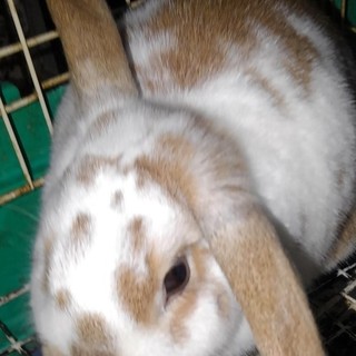 一歳半ロップイヤーの男の子里親募集です