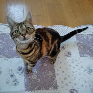 アメリカンショートヘアのサニー