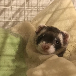 フェレット ♀ 元気いっぱいの女の子です！