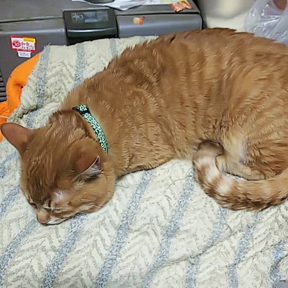 ちゃたろうのカバー写真