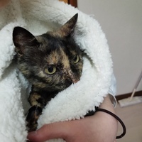 くろねこちゃん