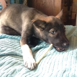 野犬の赤ちゃん、正式に譲渡決まりました！