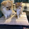 右手から出して、