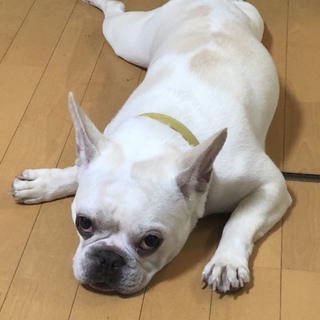 オス ２歳 フレンチブル